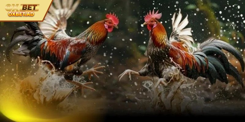 Các hình thức hấp dẫn chẳng thể bỏ lỡ tại OXBET 