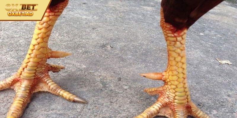 Cách xem vảy gà đá hay nhất cho thành viên 