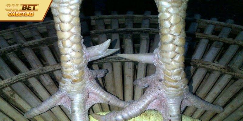 Cách Xem Vảy Gà Đá Hay Nhất Cho Những Người Chơi Mới 