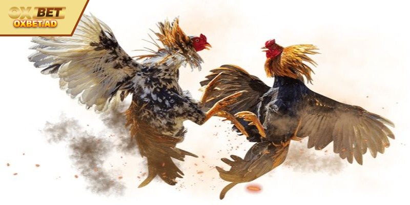 Hướng dẫn thành viên đăng ký đơn giản nhất 