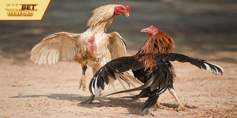 Kỹ thuật cắt tai đúng cách khi nuôi gà lớn