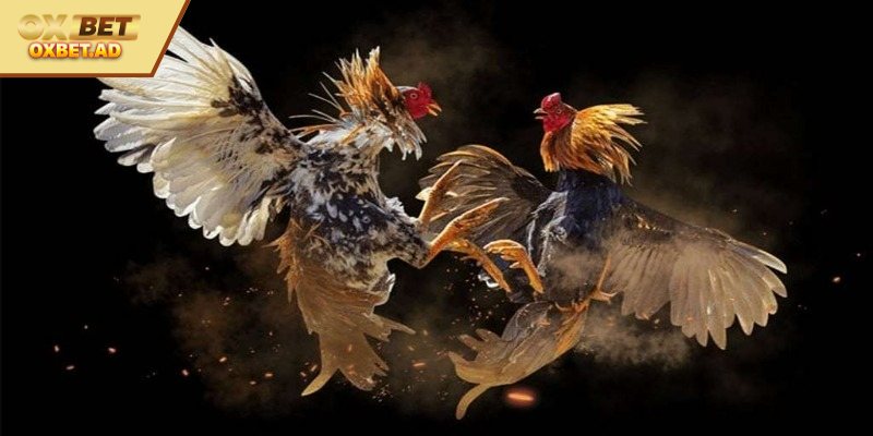 Tìm hiểu về cách xem tướng gà đá chuẩn