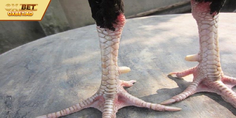 Vảy Khai Hậu có sự kết hợp với cựa sừng trâu