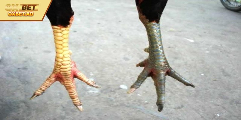 Vảy Nguyệt Ám Chỉ khi xem chiến kê 